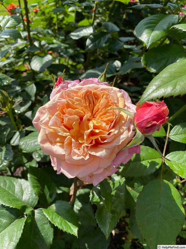 'Miyabi (shrub, Rose Farm Keiji, 2014)' rose photo