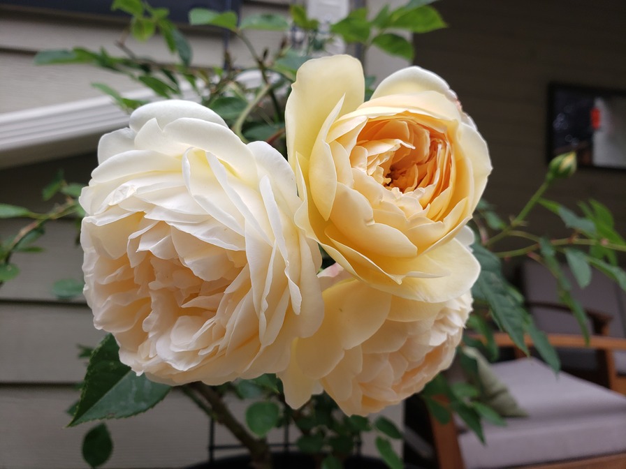 'Harriet House'  photo