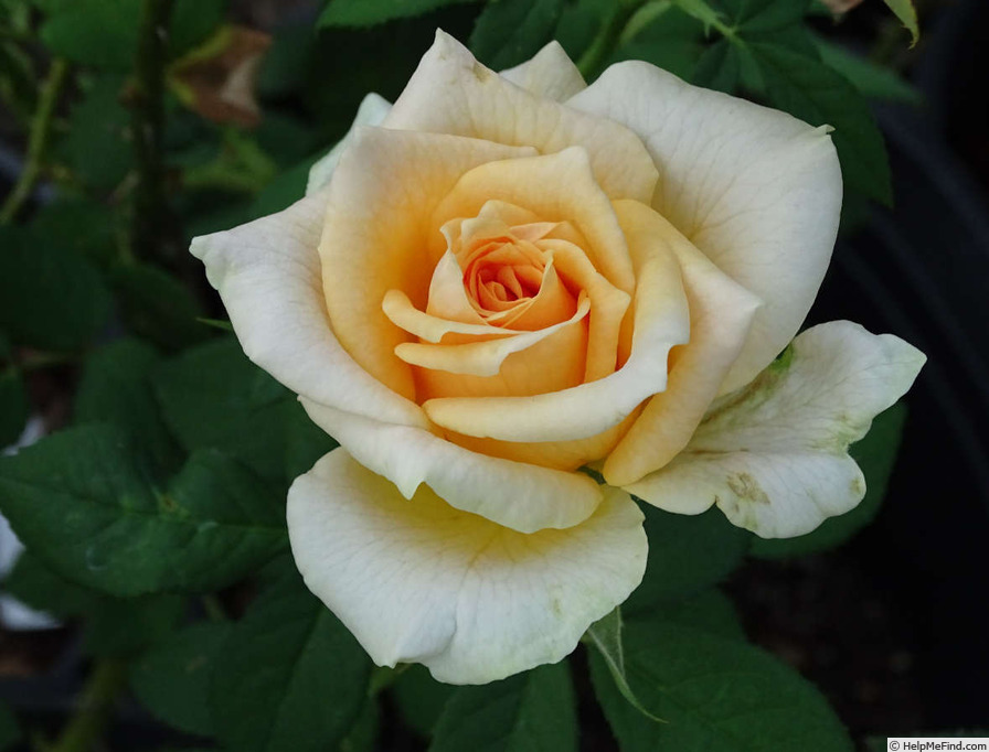 'Golden Freelander' rose photo