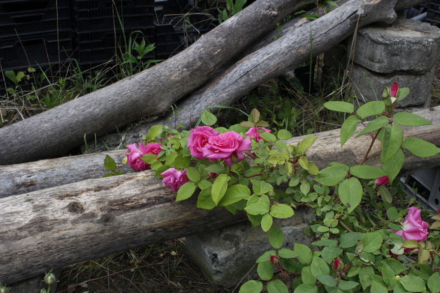'Zéphirine Drouhin (bourbon, Bizot 1868)' rose photo