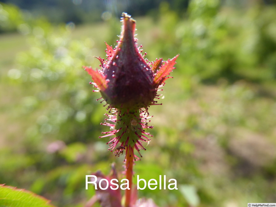 '<i>Rosa bella</i> Rehder & E.H.Wilson' rose photo