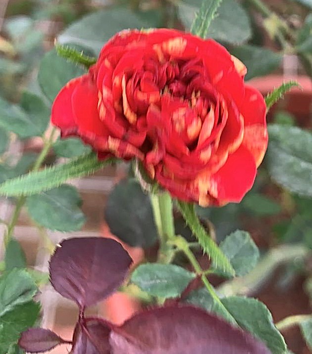'Bigoudi' rose photo