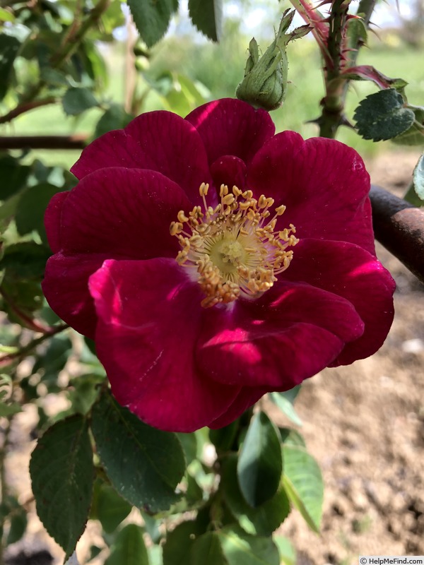 'AKA 108-18' rose photo