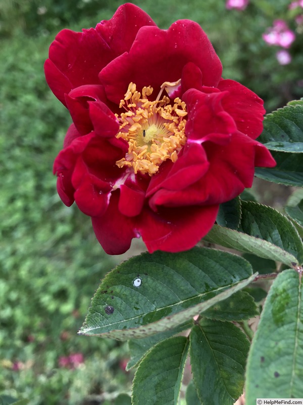 'AKA 108-18' rose photo