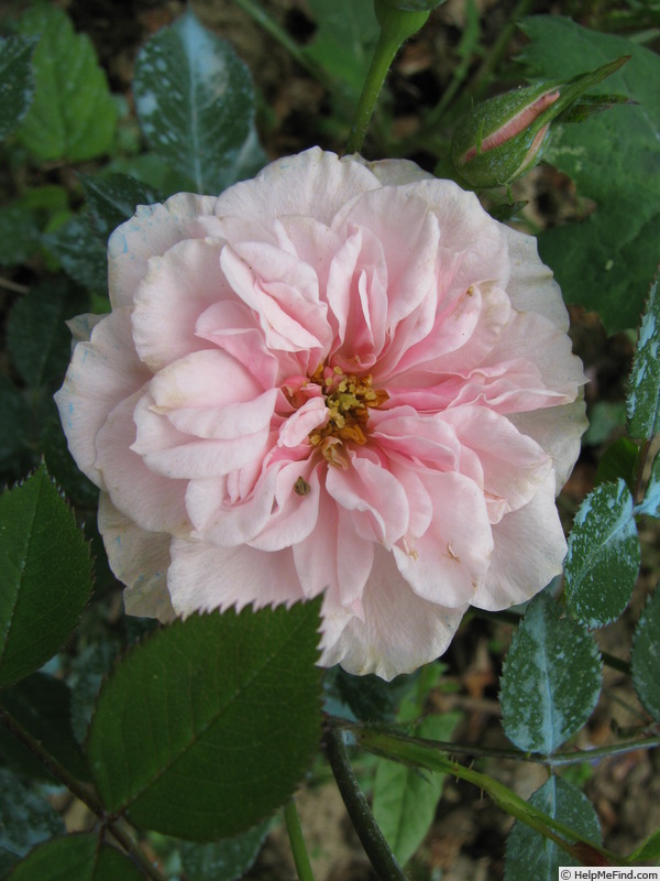 'Letizia Rosa' rose photo