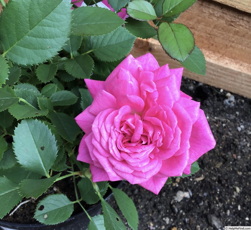 'Ajnda™' rose photo