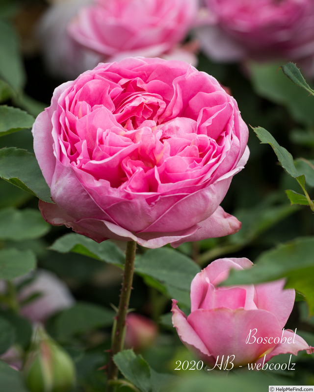 'Boscobel ® (shrub, Austin 2012)' rose photo