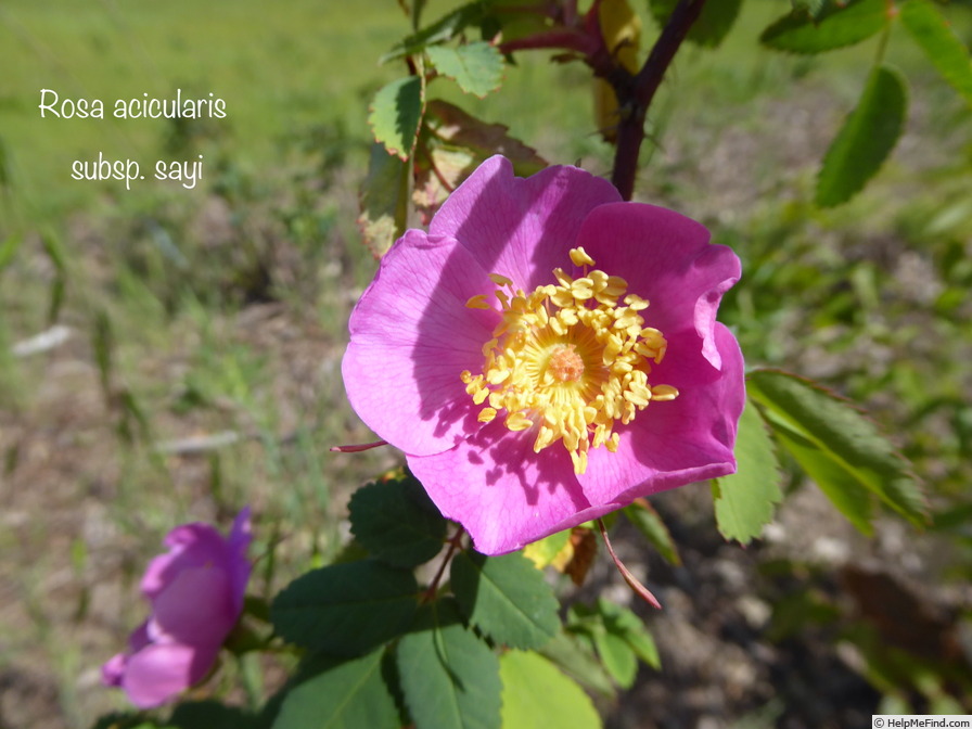 '<i>Rosa acicularis</i> subsp. <i>sayi</i> (Schwein) W.H.Lewis' rose photo