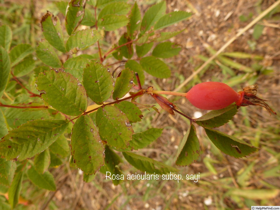 '<i>Rosa acicularis</i> subsp. <i>sayi</i> (Schwein) W.H.Lewis' rose photo