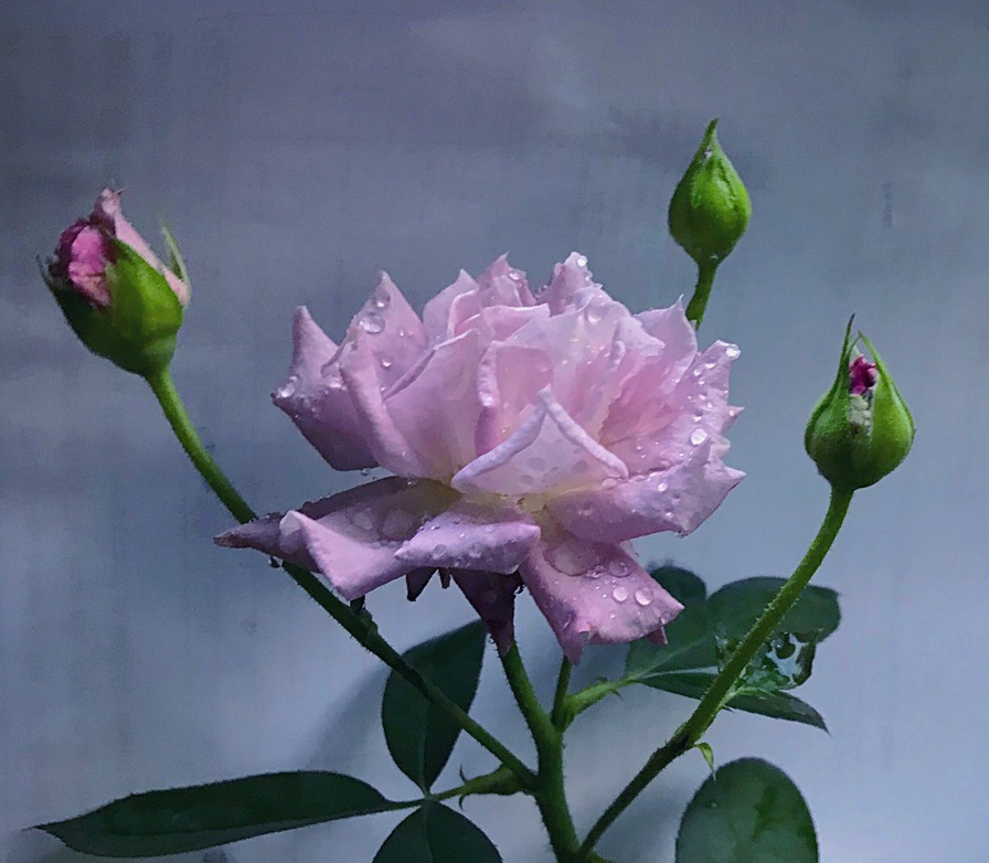 'Seiryu (floribunda, Kawamoto, 2012)' rose photo