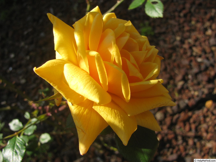 'Sole di San Remo (hybrid banksia, Mansuino, 1975)' rose photo