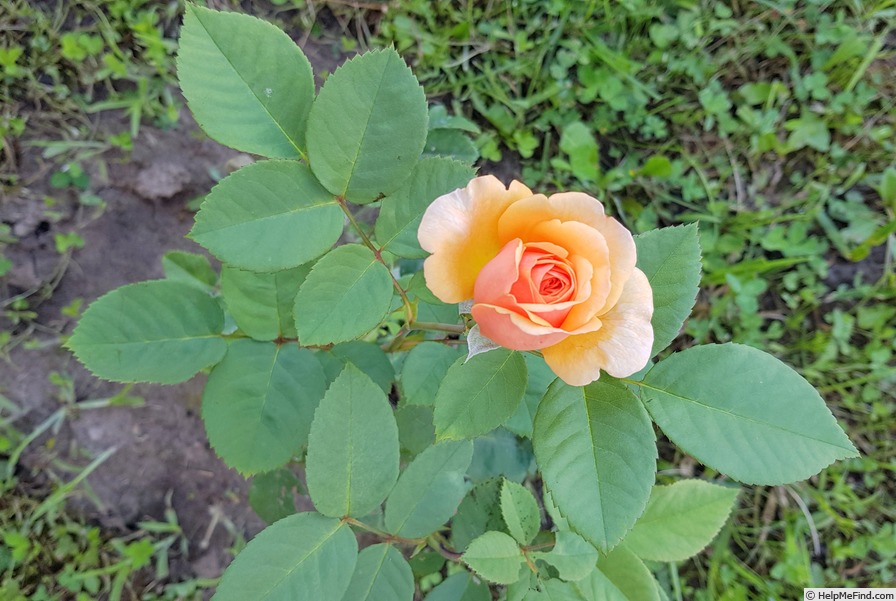 'Ellen ® (English Rose, Austin, 1984)' rose photo