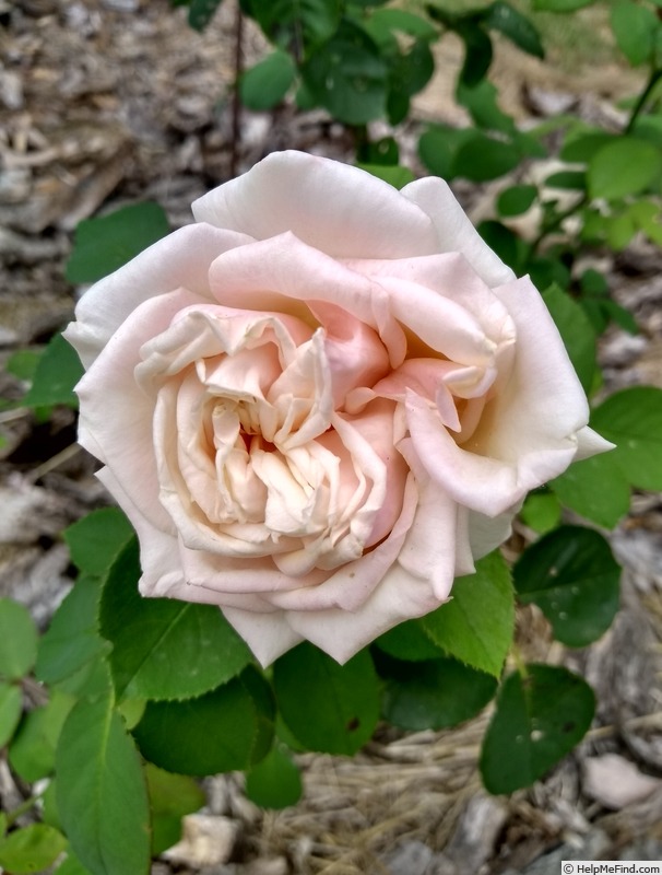 'Nardy' rose, click to enlarge 'Nardy' rose photo