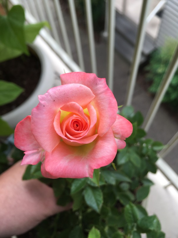 'Cutie Pie ™ (miniature, Carruth 2016)' rose photo