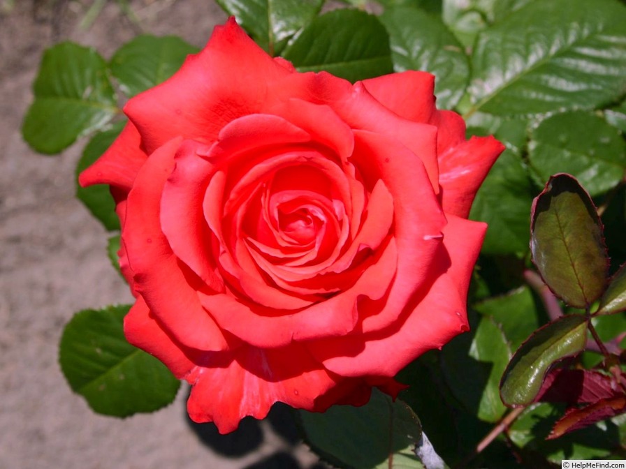 'Bolongo Bay' rose photo