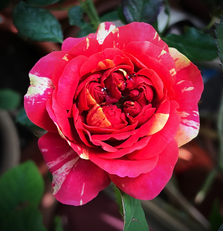 'Bigoudi' rose photo