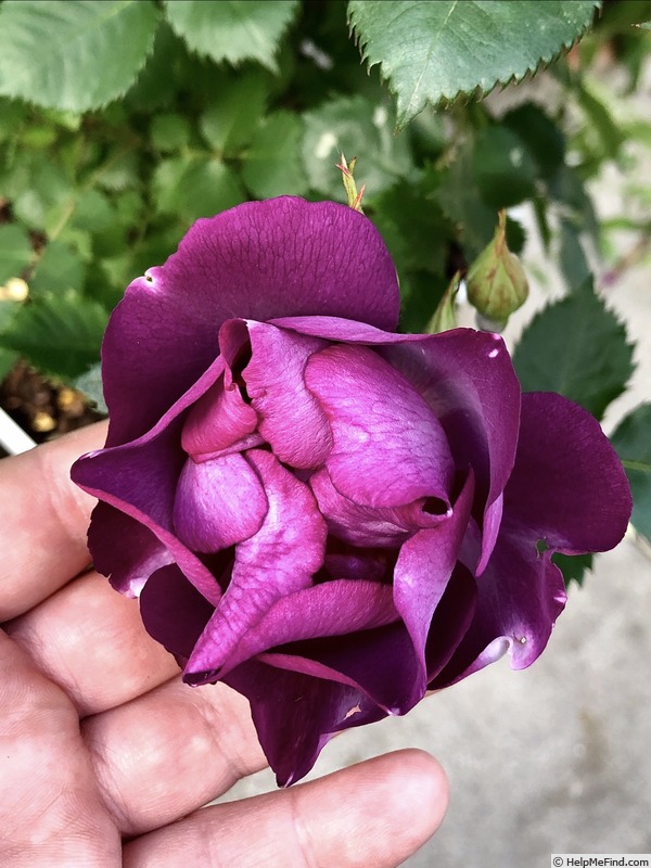 'Wiener Nacht' rose photo