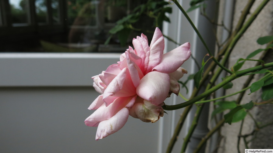 'Madame Cunisset-Carnot' rose photo