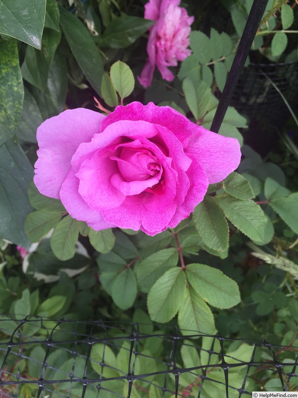 'Jamie' rose photo