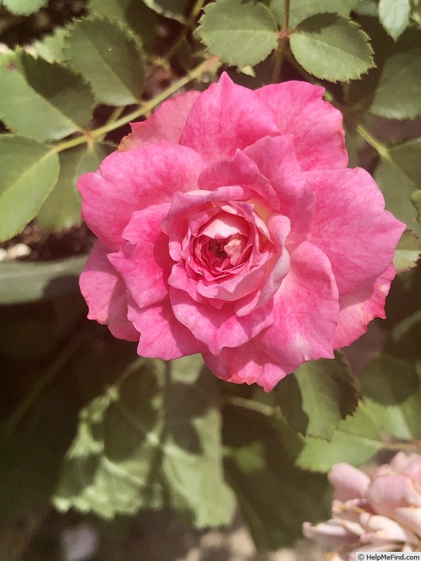 'NAPJCF1' rose photo
