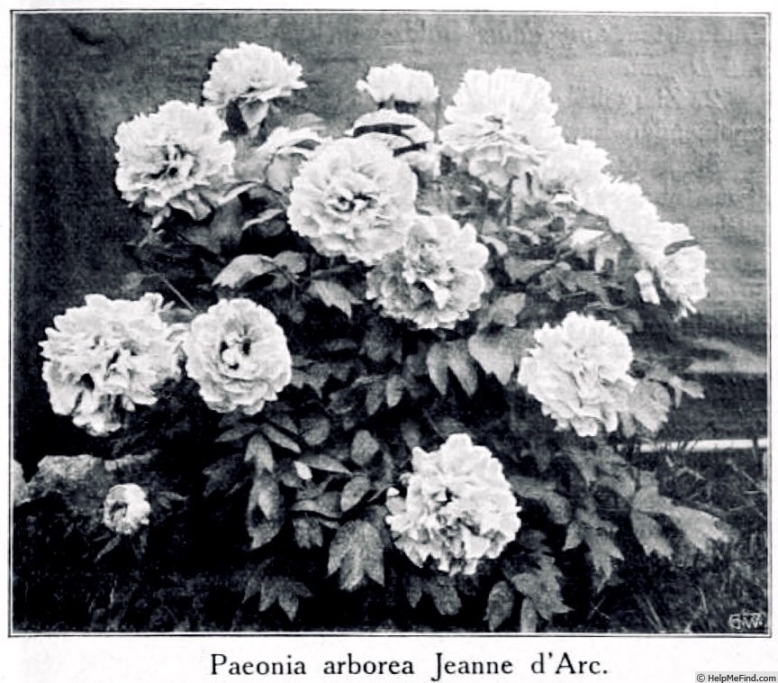 'Jeanne d'Arc (hybrid suffruticosa, Seneclauze, 1889)' peony photo