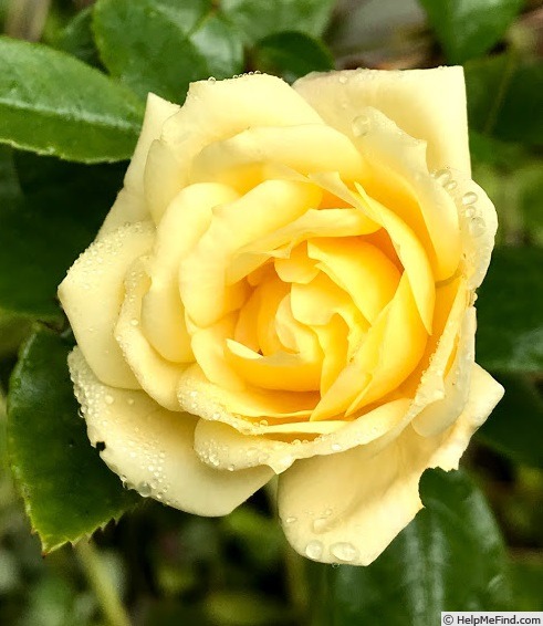 'Yellow Sweetheart, Cl.' rose photo