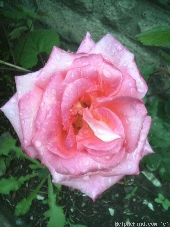 'First Prize' rose, click to enlarge 'First Prize' rose photo