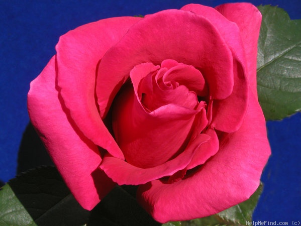 'Canadian Northlight' rose photo