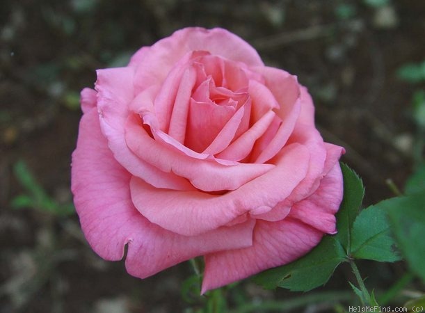 'Mischief' rose photo