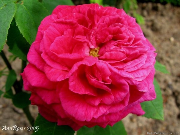 'John Hopper' rose photo