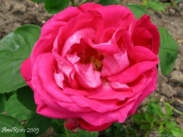 'Bouquet de Flore' rose photo