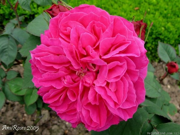 'Duc de Crillon' rose photo