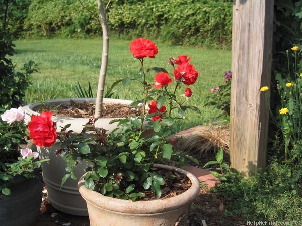 'Trumpeter' rose, click to enlarge 'Trumpeter' rose photo