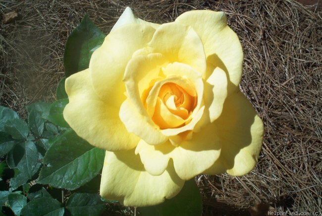 'Oregold' rose photo