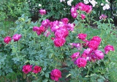 'Julia Davis Rose Garden'  photo