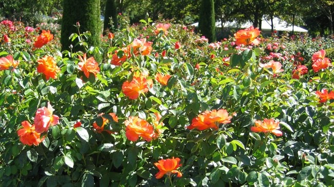 'Julia Davis Rose Garden'  photo