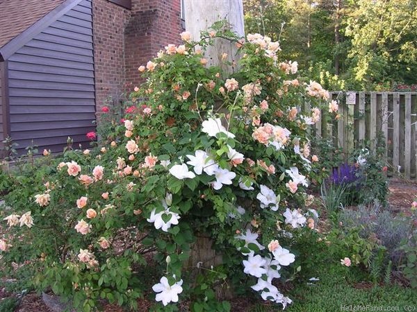 'Crépuscule (Tea Noisette, Dubreuil, 1904)' rose photo