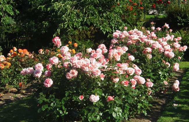 'International Rose Test Garden (Portland)'  photo