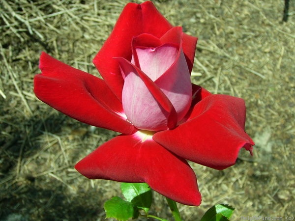 'Château de Versailles ®' rose photo