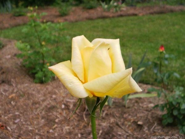 'King's Ransom' rose photo