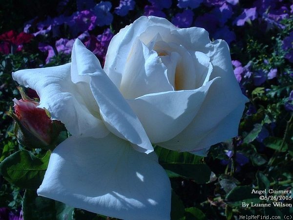 'Angel Guimera' rose photo