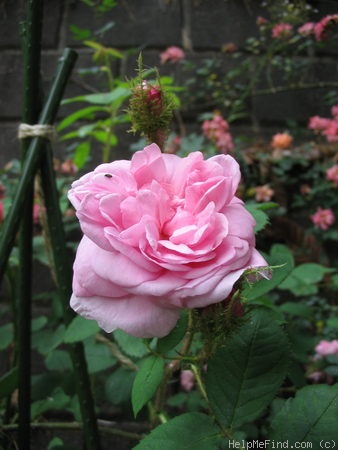 'Gloire Des Mousseux' rose photo