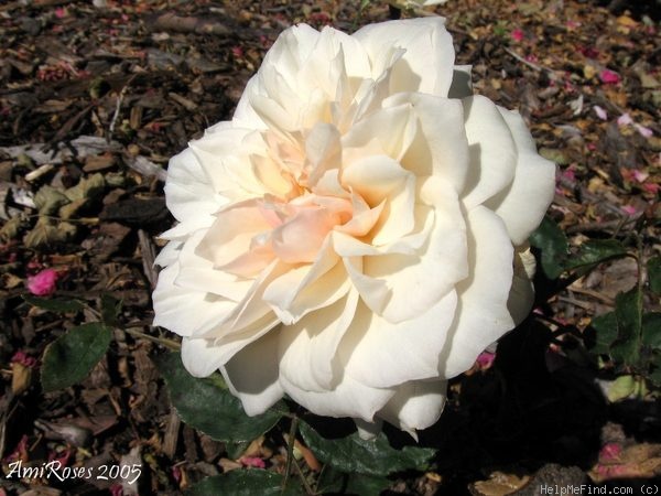 'Antoine Rivoire (hybrid tea, Pernet-Ducher, 1895)' rose photo