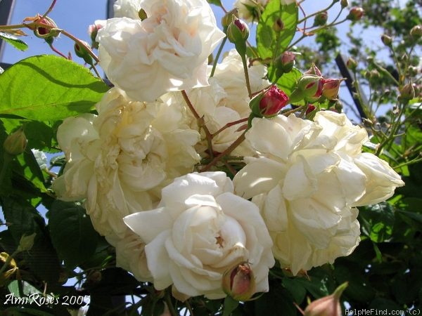 'Baltimore Belle (rambler, Feast, 1843)' rose, click to enlarge 'Baltimore Belle (rambler, Feast, 1843)' rose photo