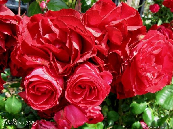'Cadenza' rose photo