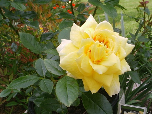 'Toulouse-Lautrec ®' rose photo