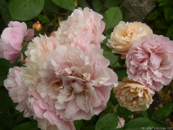 'Cornelia (Hybrid Musk, Pemberton, 1925)' rose, click to enlarge 'Cornelia (Hybrid Musk, Pemberton, 1925)' rose photo
