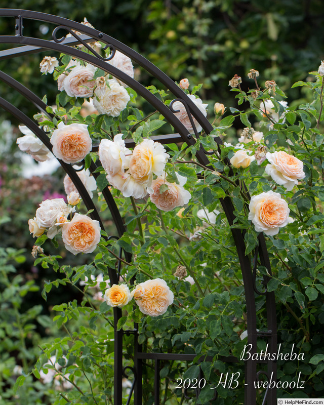 'Bathsheba' rose photo