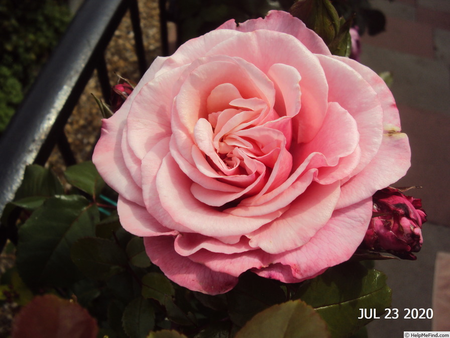 'Wildberry ®' rose photo