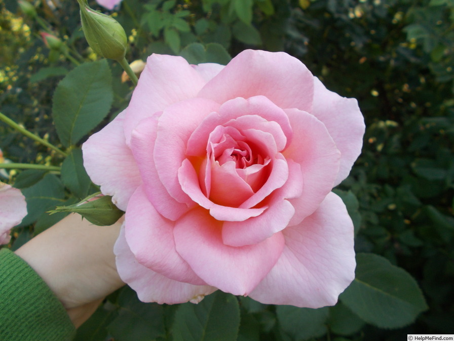 'Tiffany (hybrid tea, Lindquist, 1953)' rose, click to enlarge 'Tiffany (hybrid tea, Lindquist, 1953)' rose photo